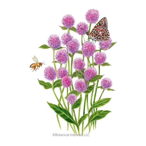 Gomphrena Lavender Lady