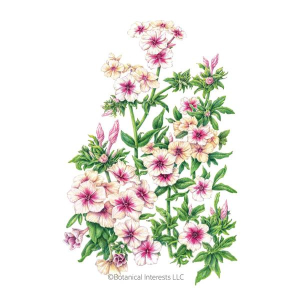 Phlox Cherry Caramel