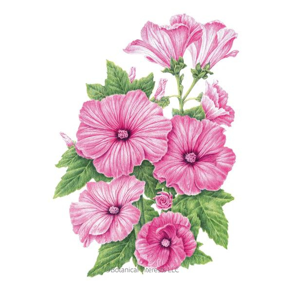 Rose Mallow Pink