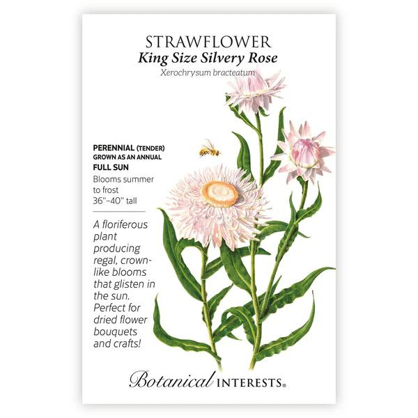 Strawflower King Size Silvery Rose