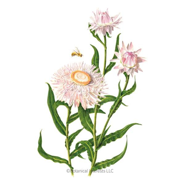 Strawflower King Size Silvery Rose