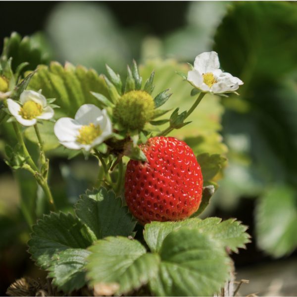 PRE-ORDER! Florida Bare Root Strawberries - 10 Pack