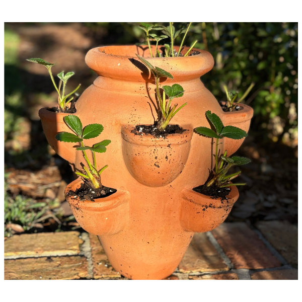 Strawberry Jar