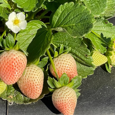PRE-ORDER! Florida PearlBare Root Strawberries - 10 Pack