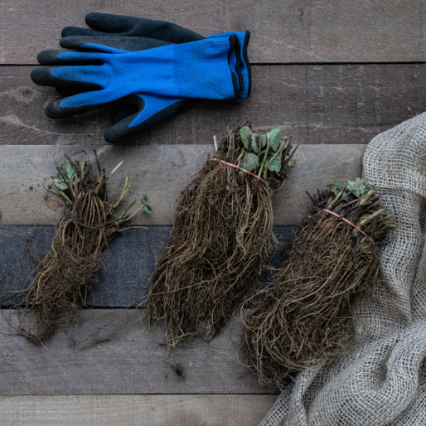 Strawberry Roots
