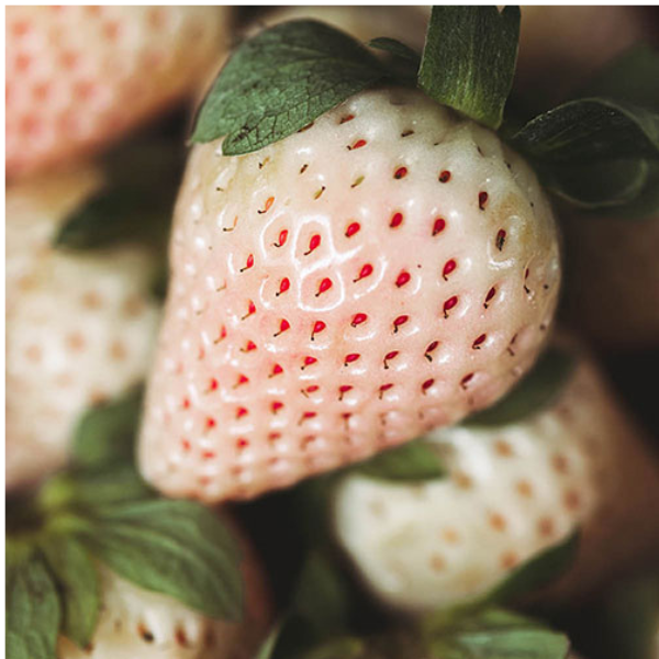PRE-ORDER! Florida PearlBare Root Strawberries - 10 Pack