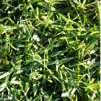 St. Augustine Floratam� Sod Pallet DELIVERED