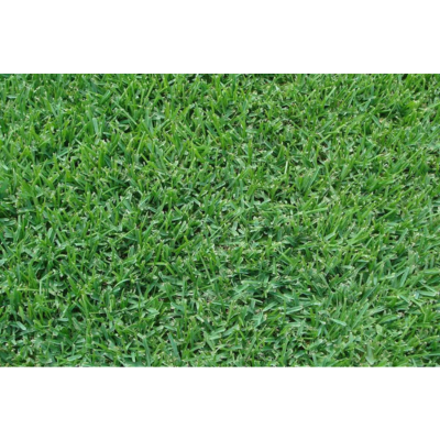 PRE-ORDER St. Augustine Palmetto&reg; Sod Pallet Home Delivery