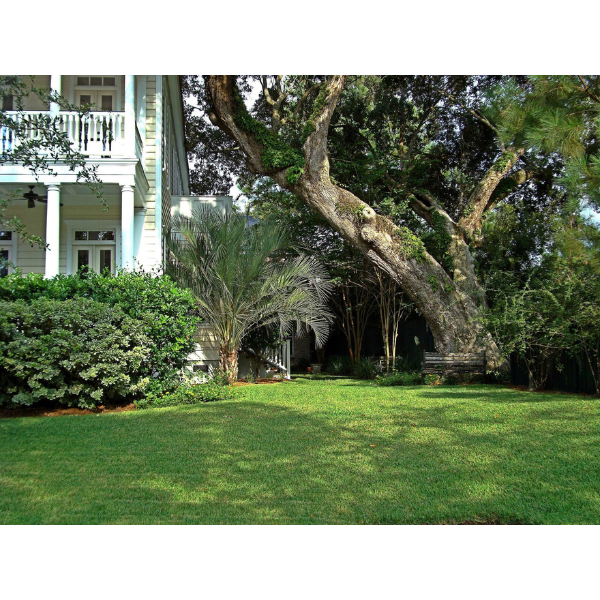Palmetto Lawn