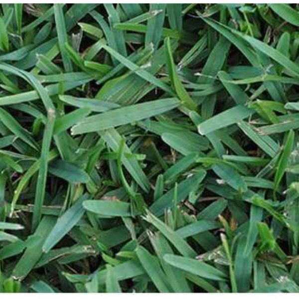 PRE-ORDER St. Augustine Seville Sod Pallet Home Delivery