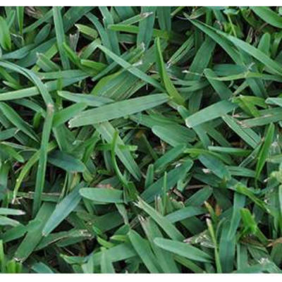 PRE-ORDER St. Augustine Seville Sod Pallet Home Delivery