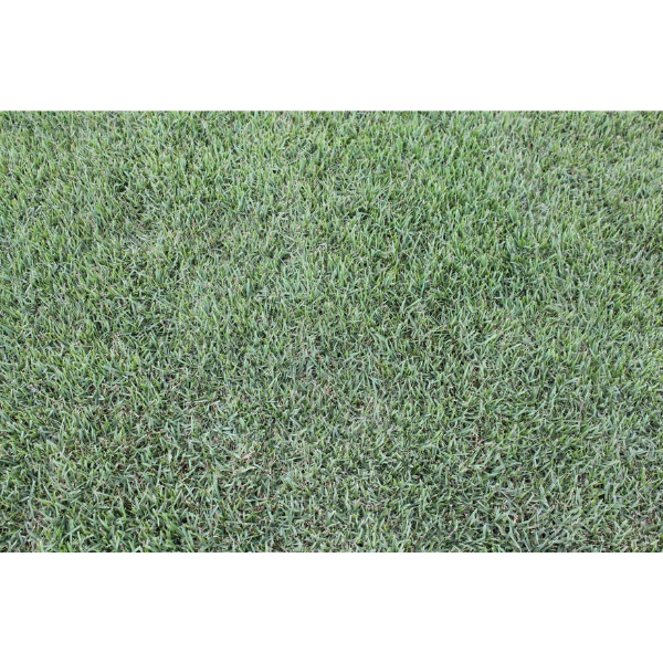 PRE-ORDER Icon&reg; Zoysia Sod Pallet Home Delivery