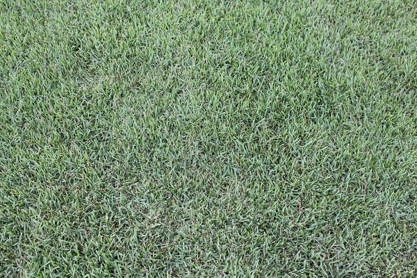 Zoysia Sod Farm