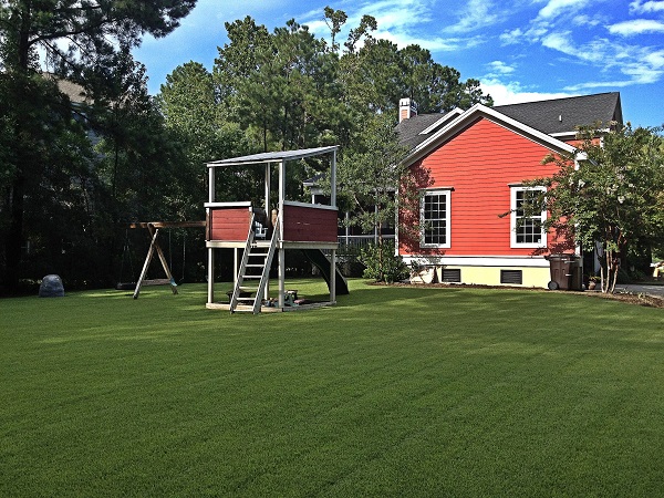Zoysia Backyard