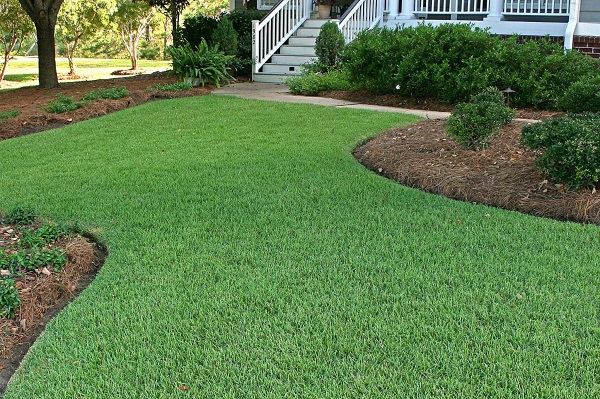 Zoysia Lawn
