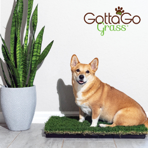 Gotta Go Grass with Tray (2 pk)