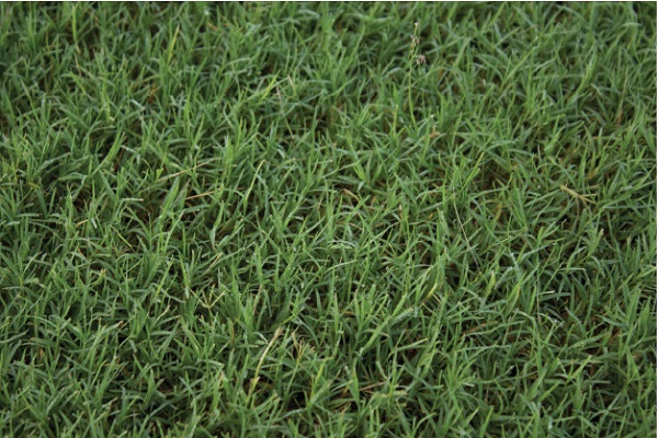 Bermuda Grass Close